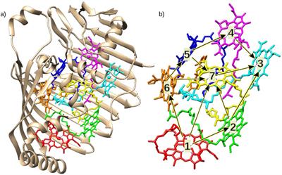 Quantum phenomena in biological systems